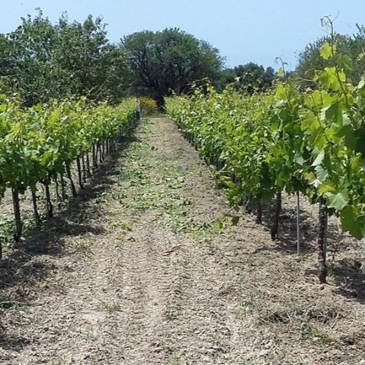 Image No.3-Vineyard for sale