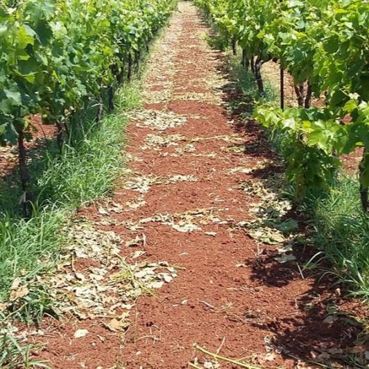 Image No.4-Vineyard for sale