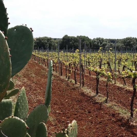 Image No.6-Vineyard for sale