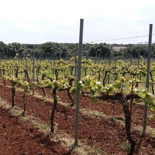 Image No.7-Vineyard for sale