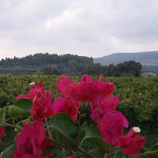 Image No.8-Vineyard for sale