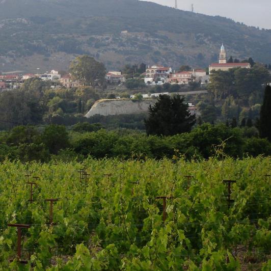 Image No.14-Vineyard for sale