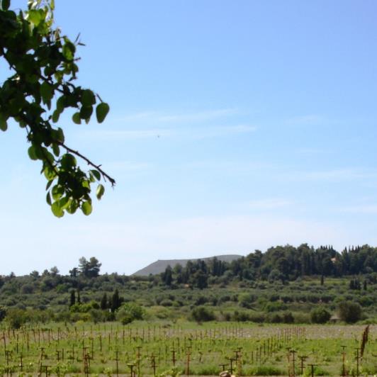 Image No.16-Vineyard for sale