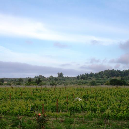 Image No.17-Vineyard for sale