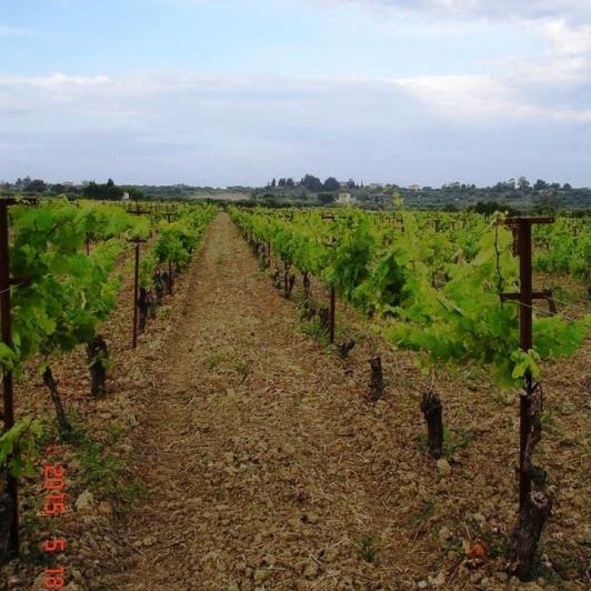 Image No.18-Vineyard for sale