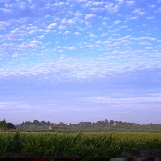 Image No.19-Vineyard for sale