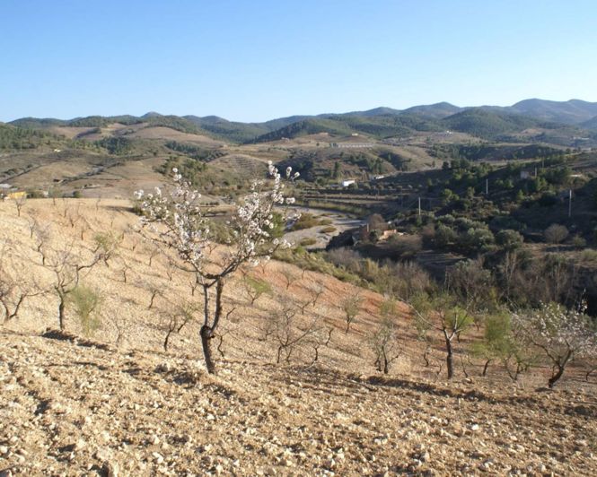 Image No.2-Plot for sale