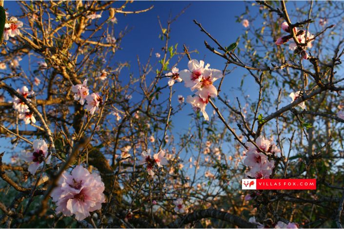 Image No.45-3 Bed Apartment for sale