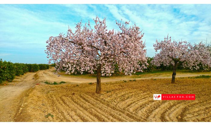 Image No.45-2 Bed Apartment for sale