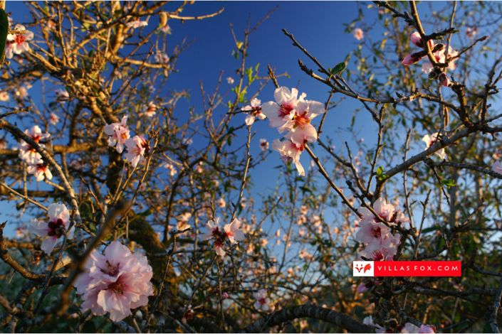 Image No.24-1 Bed Apartment for sale