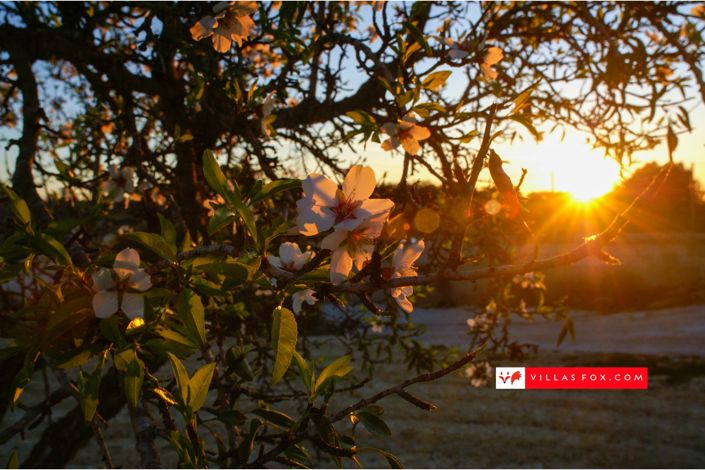 Image No.55-3 Bed Villa for sale