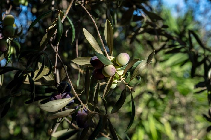 Image No.35-3 Bed Villa for sale