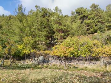 IMG_20211120_145351