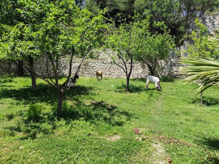 Image No.34-10 Bed Country Property for sale