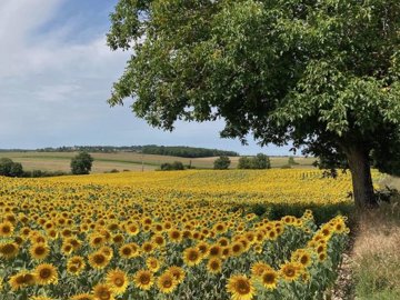 le-grafeuil-sunflower-field-01