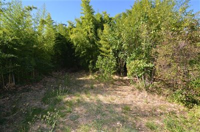 1305cajardinavecbamboo