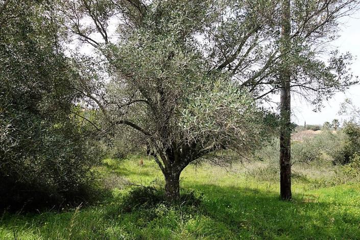 Image No.3-Plot for sale