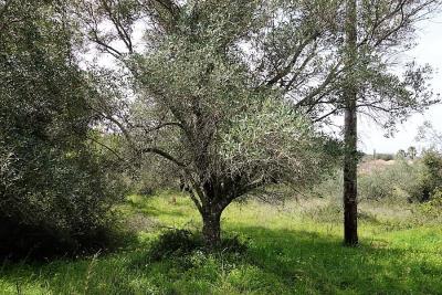 plot-for-sale-2