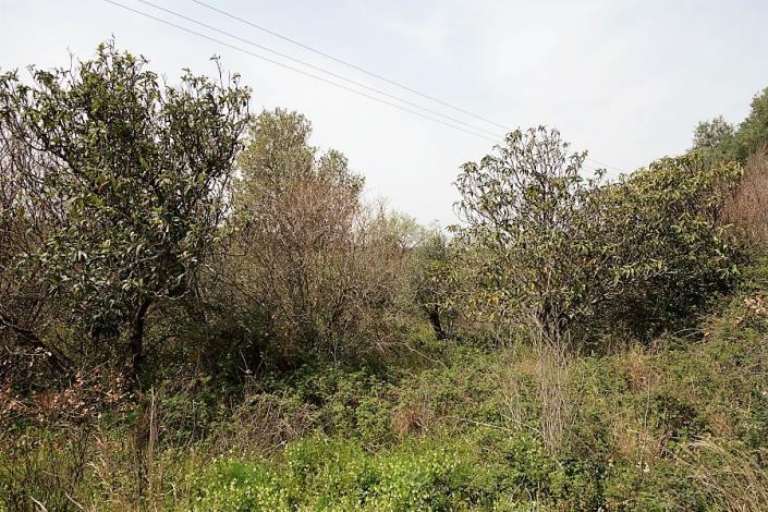 Image No.4-Plot for sale