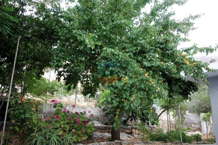 Image No.26-3 Bed House for sale