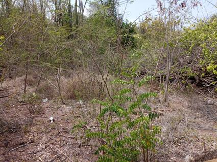 Image No.3-Land for sale