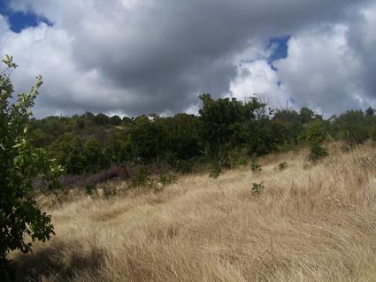 Image No.8-Land for sale