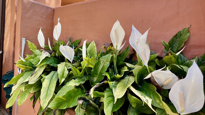 Image No.46-3 Bed Townhouse for sale