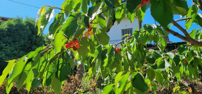 Image No.16-4 Bed House for sale