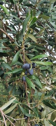 Image No.8-1 Bed Farmhouse for sale