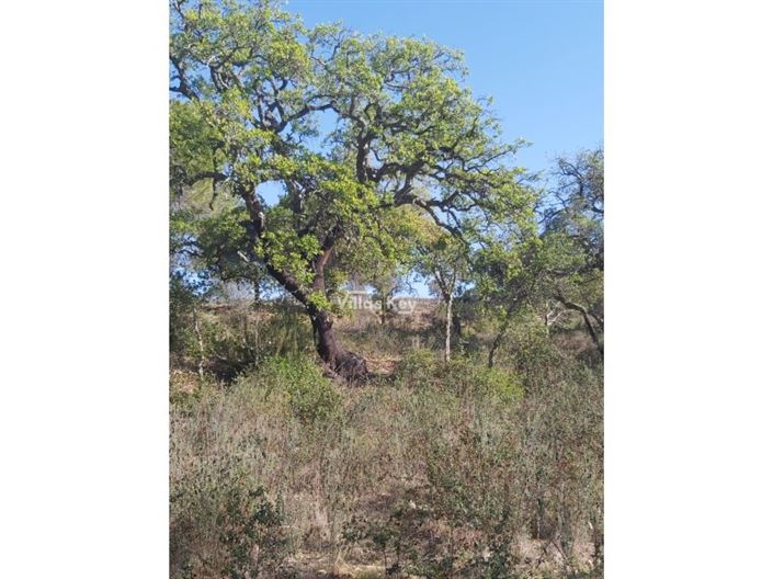 Image No.3-Plot for sale