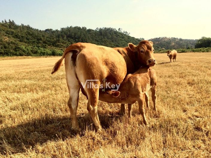 Image No.16-3 Bed Farmhouse for sale