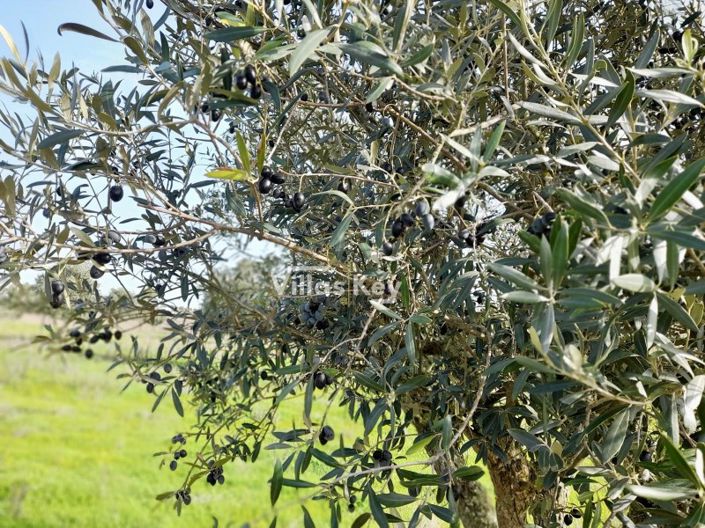 Image No.20-8 Bed Farmhouse for sale