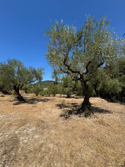 Image No.17-4 Bed House/Villa for sale