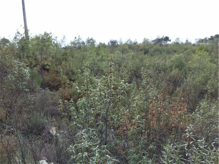 Image No.3-Property for sale