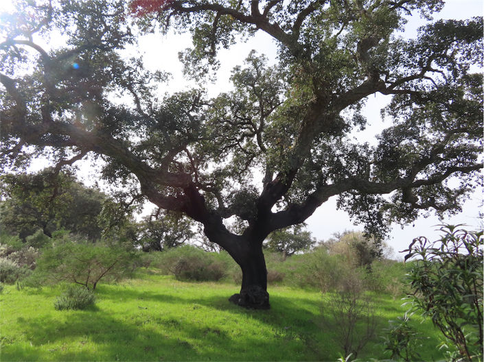 Image No.2-Property for sale