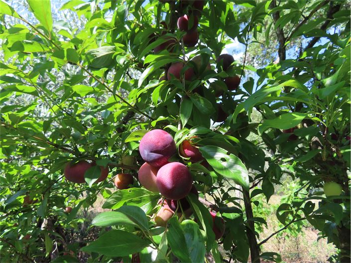 Image No.35-Property for sale