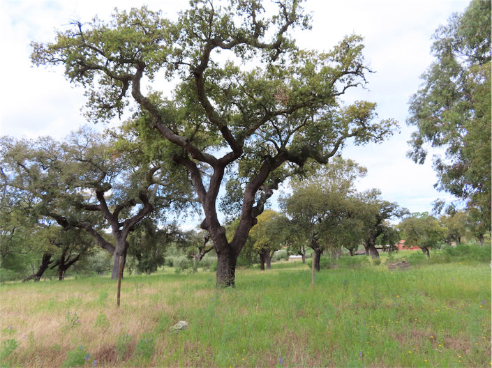 Image No.3-Property for sale