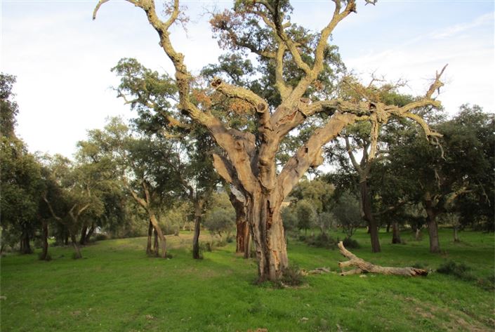 Image No.8-Land for sale