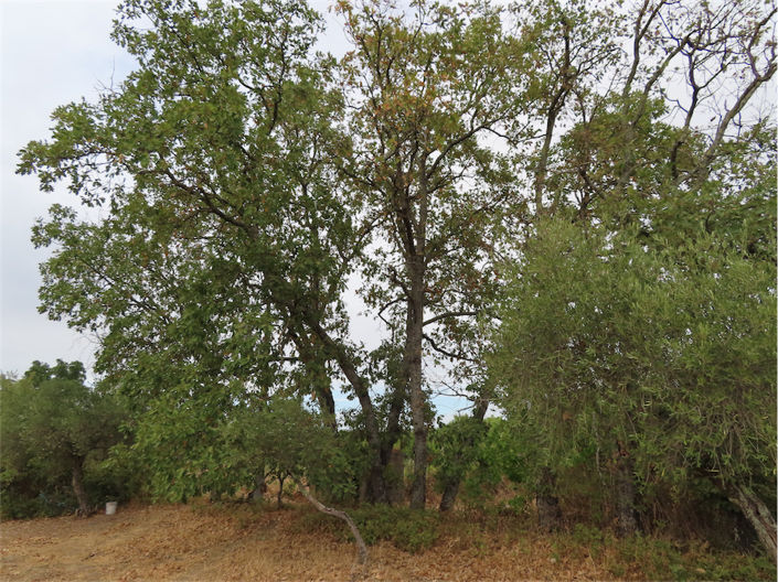 Image No.18-Property for sale