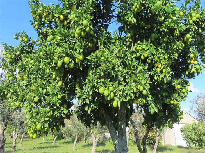 Image No.19-3 Bed Property for sale