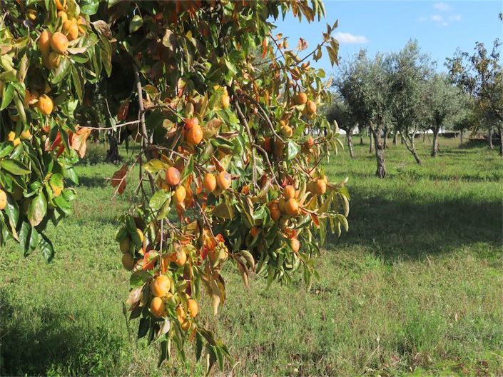 Image No.33-3 Bed Property for sale