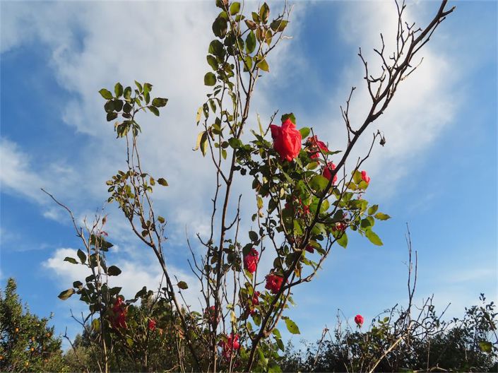 Image No.2-Property for sale