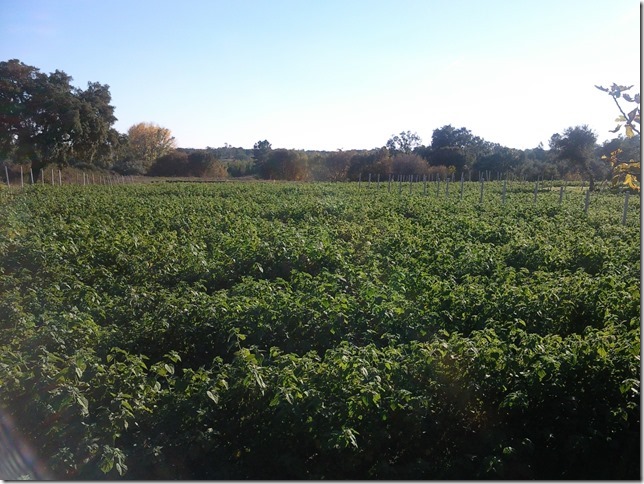 Image No.18-Property for sale