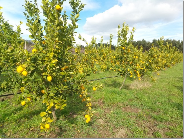 Image No.34-Property for sale