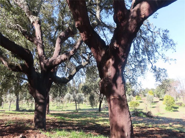 Image No.25-Property for sale