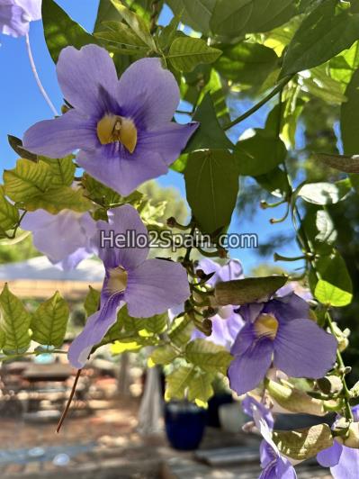 Image No.21-4 Bed Country Property for sale