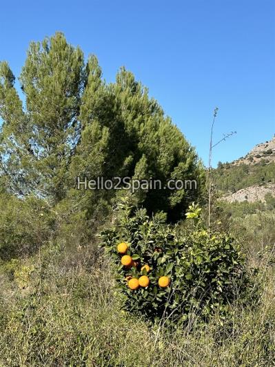 Image No.10-4 Bed Land for sale