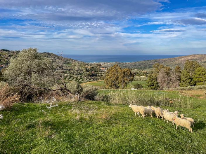 Image No.8-Land for sale