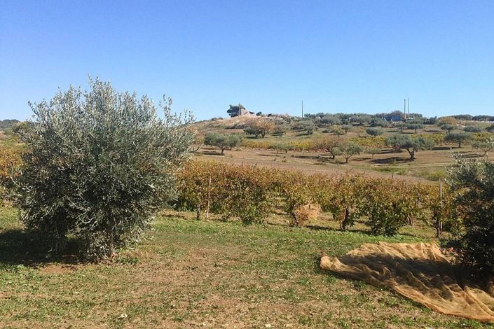 Image No.11-Land for sale