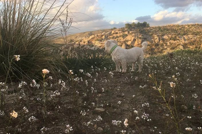 Image No.7-Land for sale